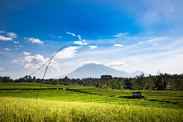 Verdant rice fields with majestic mountains rising in the background.