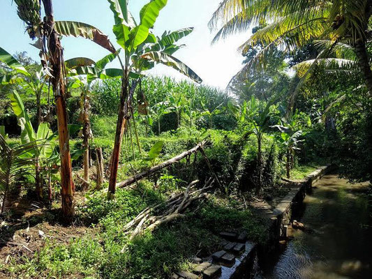 Ubud land for sale