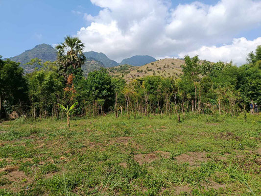 Pemuteran land for sale