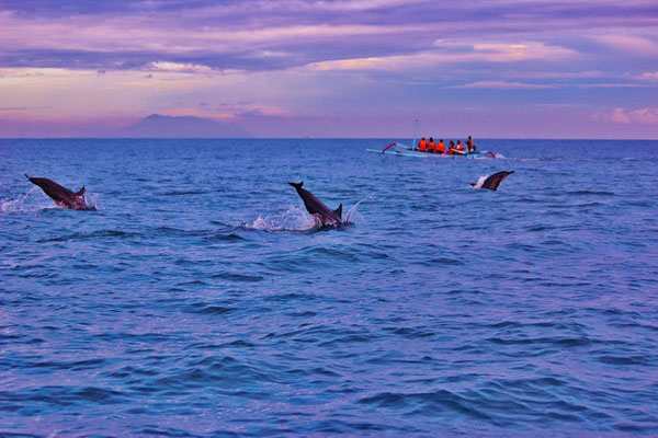 Dolphins leaping playfully beside a small local boat at sea.