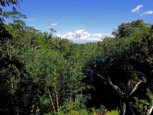 Ubud Villa zu verkaufen