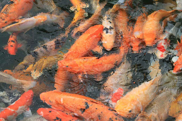 Close-up of colorful koi fish gliding gracefully through a pond.