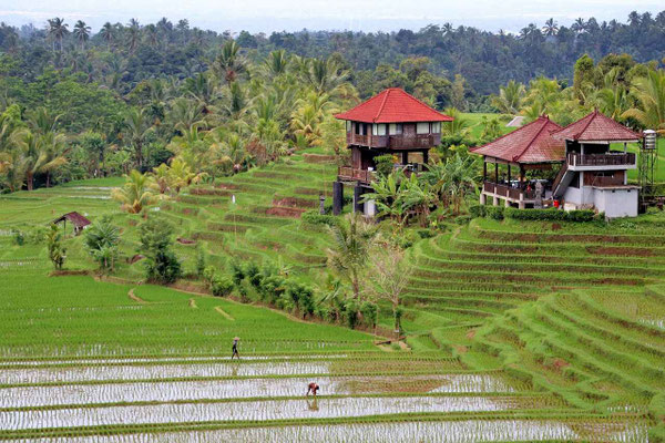 The lush rice terraces of Jatiluwih