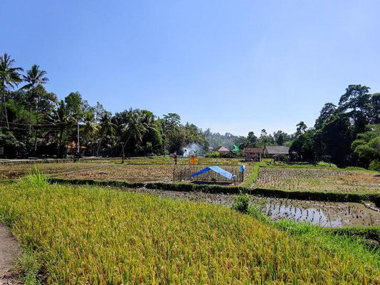 Ubud land for sale