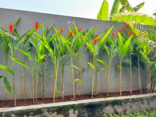Denpasar house for sale
