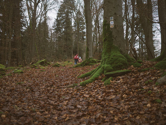 Neckarsteig, etappe 4, hirschhorn, eberbach, wandern, augenblickbewahrer.com, fotoreportage