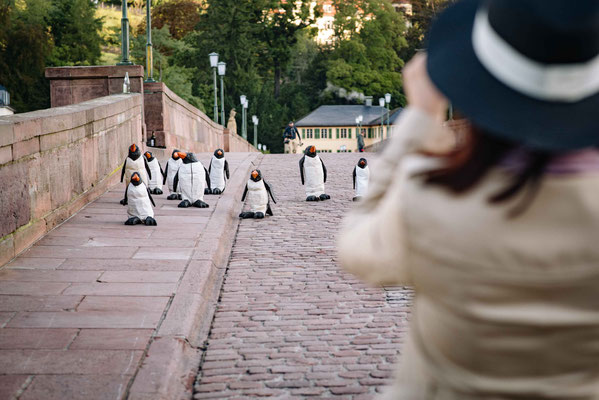 Pinguine in Heidelberg - Augenblickbewahrer - Martin Dietrich - Fotograf in Heidelberg