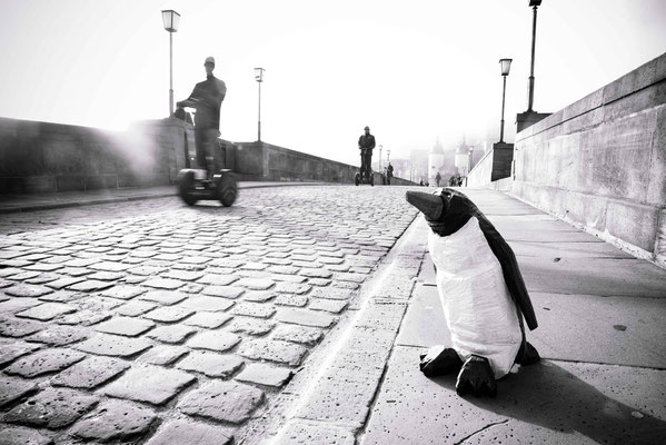 Pinguine in Heidelberg - Augenblickbewahrer - Martin Dietrich - Fotograf in Heidelberg