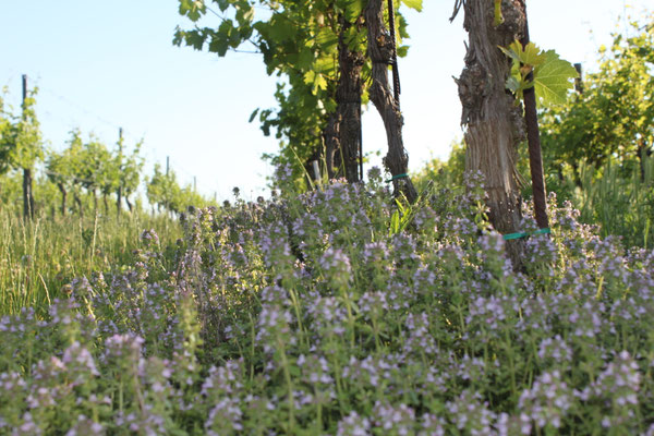 Bio Weingut Johannes Zillinger herbal vineyard