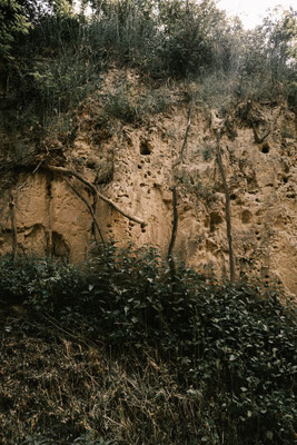 Bio Weingut Johannes Zillinger soil profile