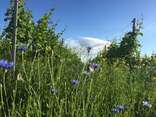 Bio Weingut Johannes Zillinger summer time