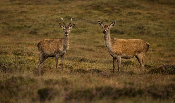 North Uist