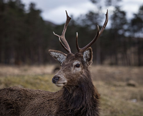 Loch Tulla