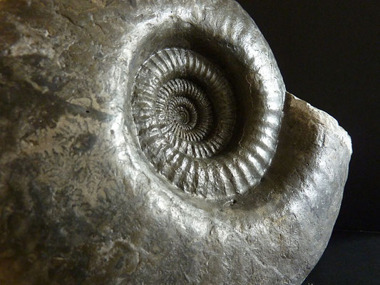 Jura-Ammoniten IV