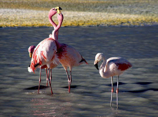 Flamingos an der Laguna Helionda IV