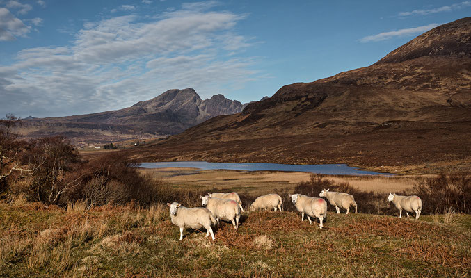 Schafe vor dem Loch Cill Chriosd