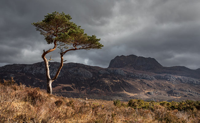 Loch Maree, Slioch, Lonesome Pine