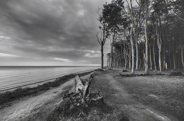 Ninhagen, Geisterwald, Ostsee