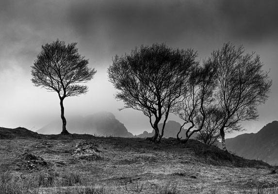 Birken vor dem Blaven, Isle of Skye