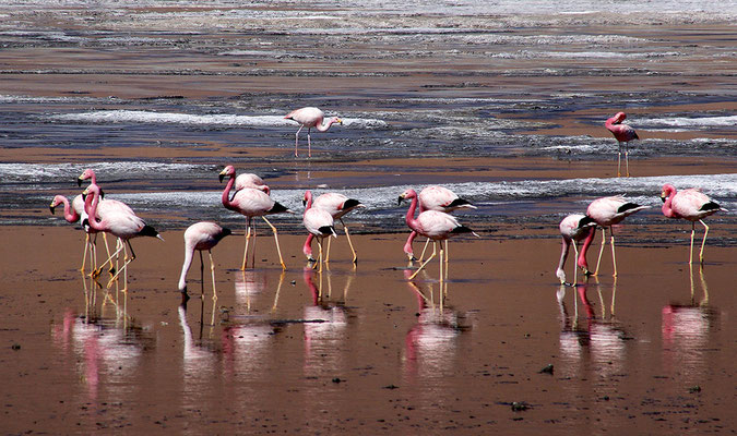 Flamingo an der Laguna Colorada V