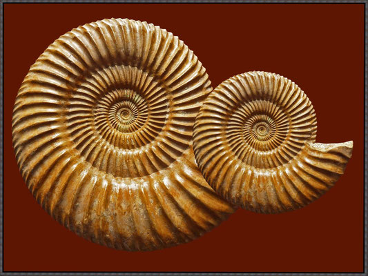 Jura-Ammoniten I