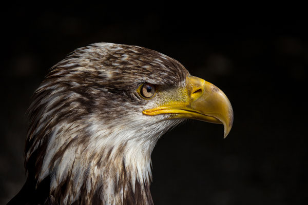 Adler