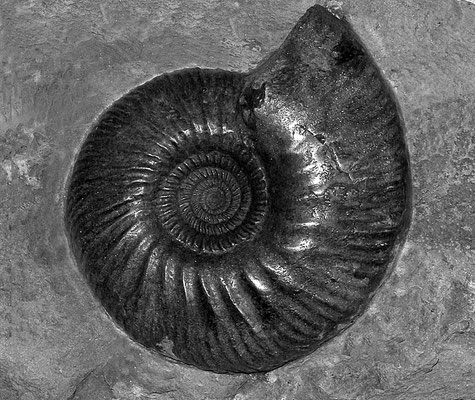 Jura-Ammoniten V