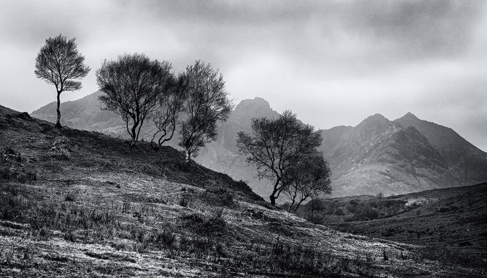 Birken vor dem Blaven, Isle of Skye