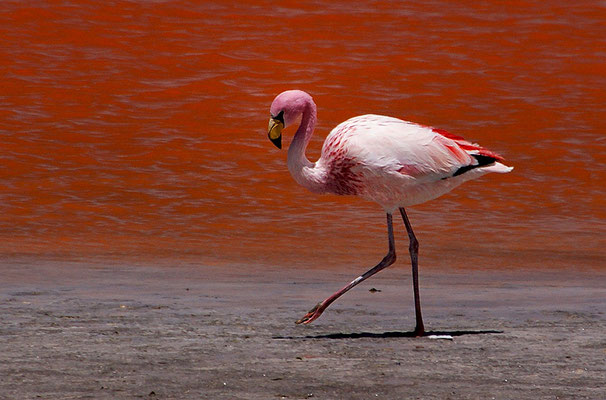 Flamingo an der Laguna Colorada I