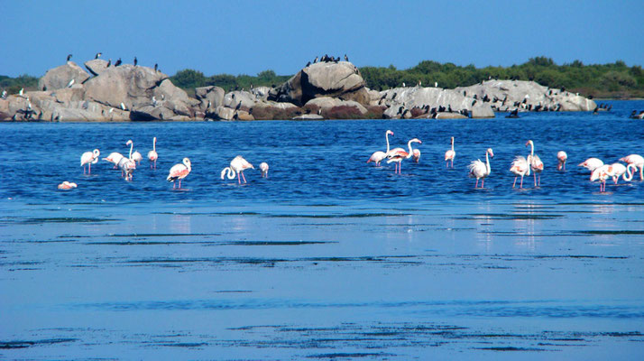 RESORT PUNTALDIA: spiaggia La Cinta - fenicotteri nella laguna