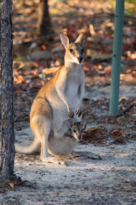 Wallaby mit Joey