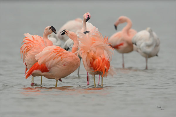 flamingo