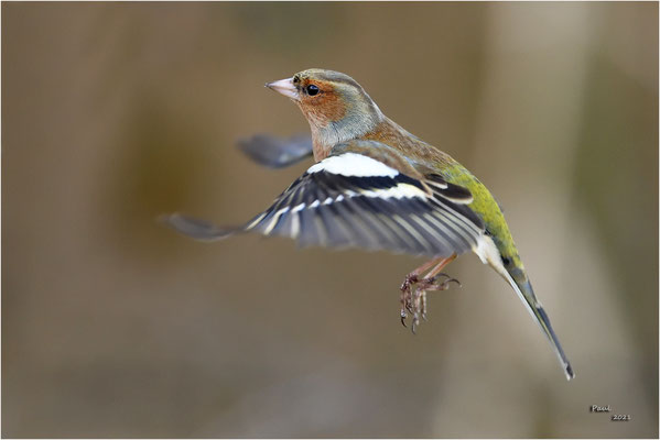 vink