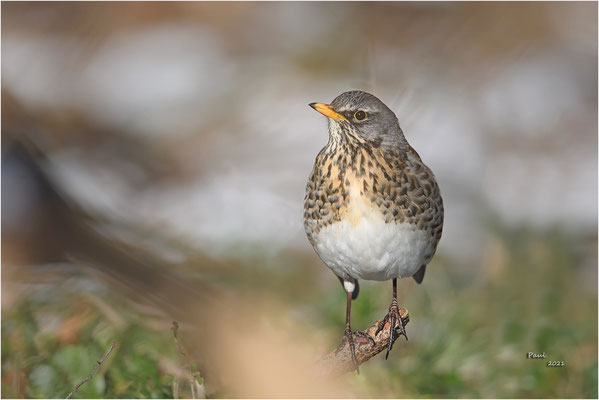 kramsvogel