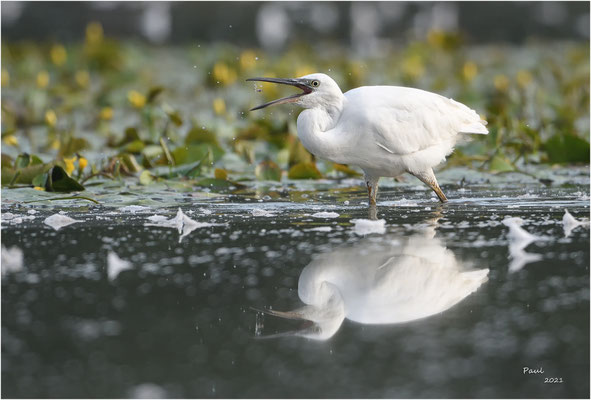 klein zilverreiger