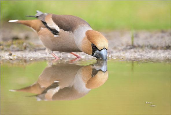 appelvink