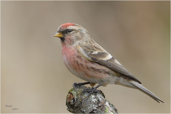 barmsijs