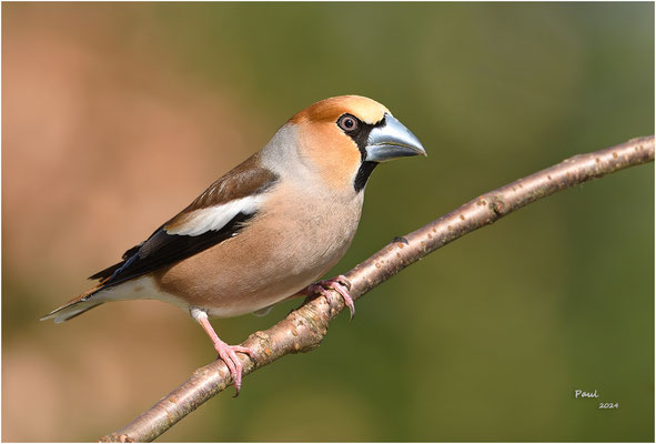 appelvink