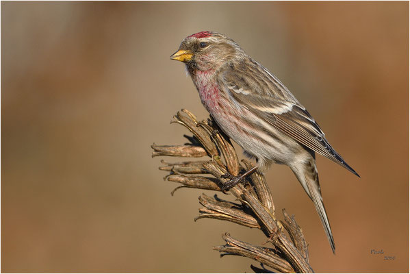 barmsijs