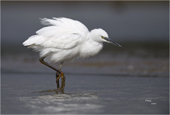 kleine zilverreiger