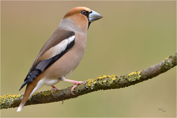 appelvink