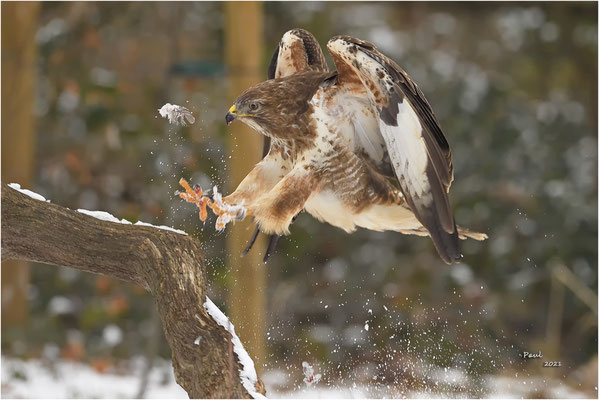 buizerd