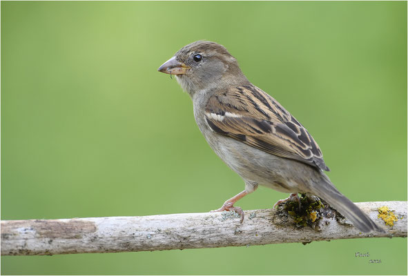 huismus