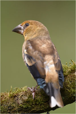 appelvink