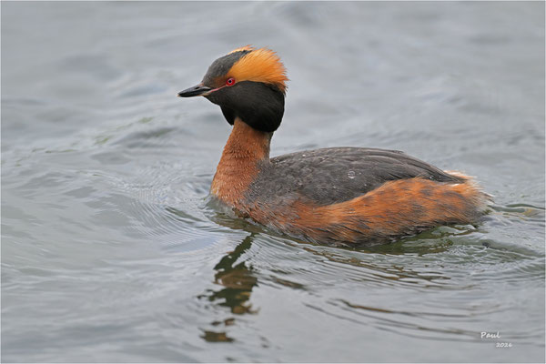 kuifduiker