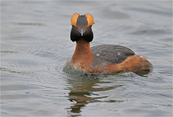 kuifduiker