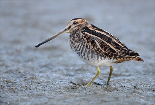 watersnip