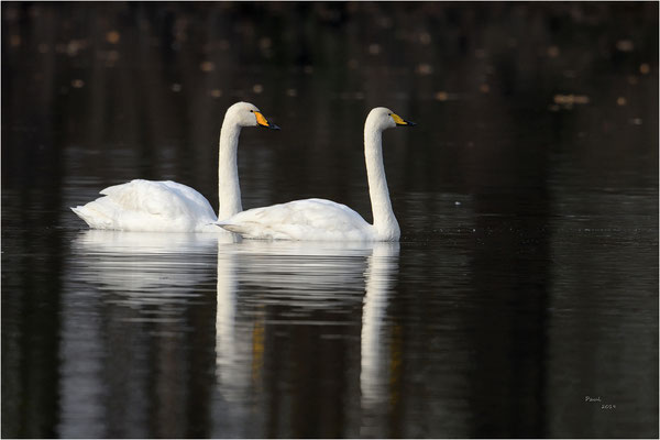 wilde zwaan