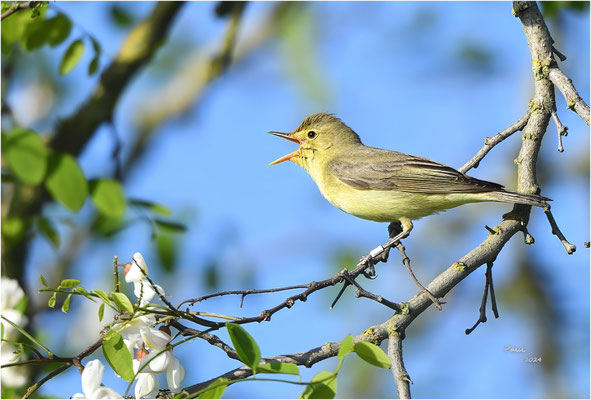 spotvogel
