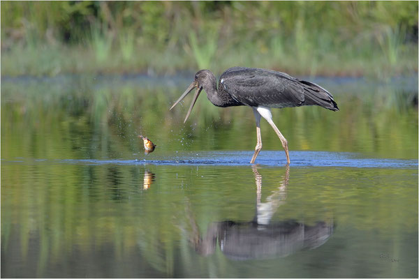 zwarte ooievaar